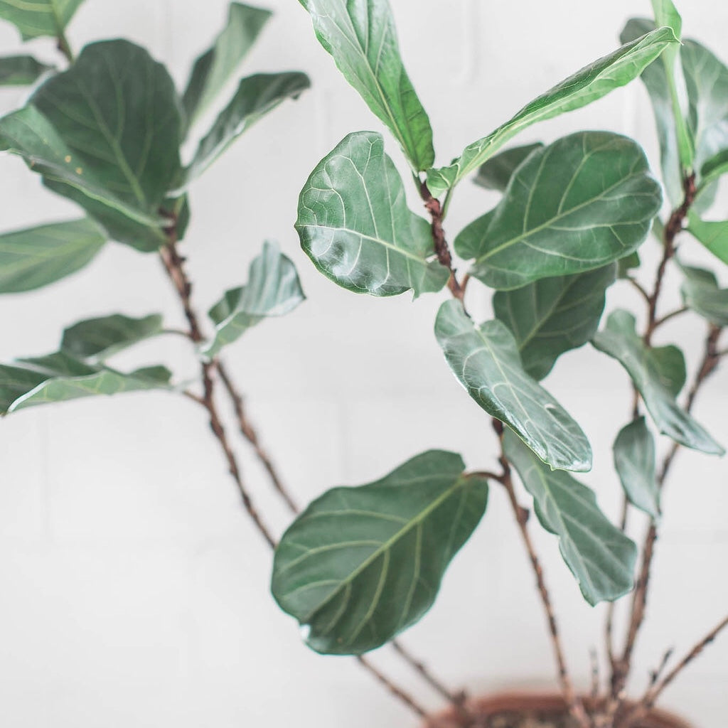 Fiddle Leaf Fig, semi-lobed, oval shaped dark green leaves