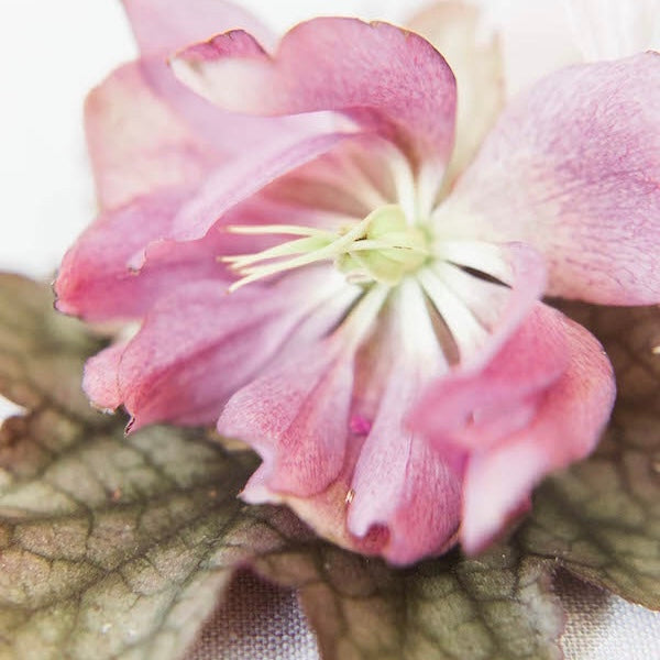 super close up of pinkish purple orchid almost laid flat