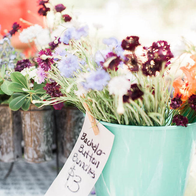 Black and light blue Tall Double Ball Bachelor's Button flowers in blue tin bucket for sale on table