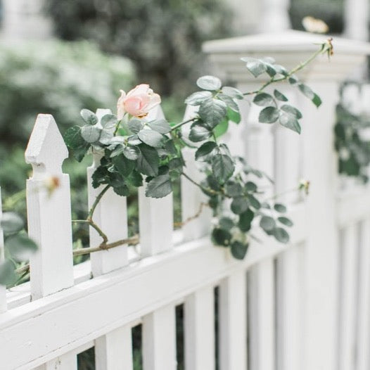 White picket fence with rose bush weaved through the top