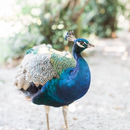 Beautiful blue peacock posing for the camera