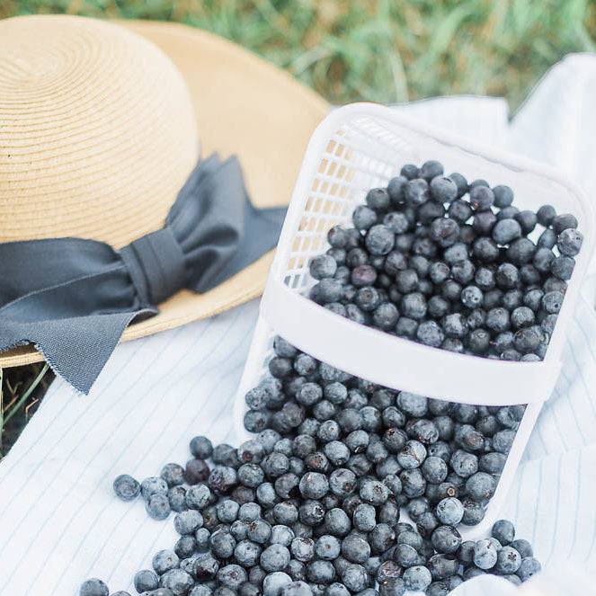 Outside photo of woven hat with dark blue bow and small white basket of blueberries tipped over spilling out on a white cloth laid on the grass