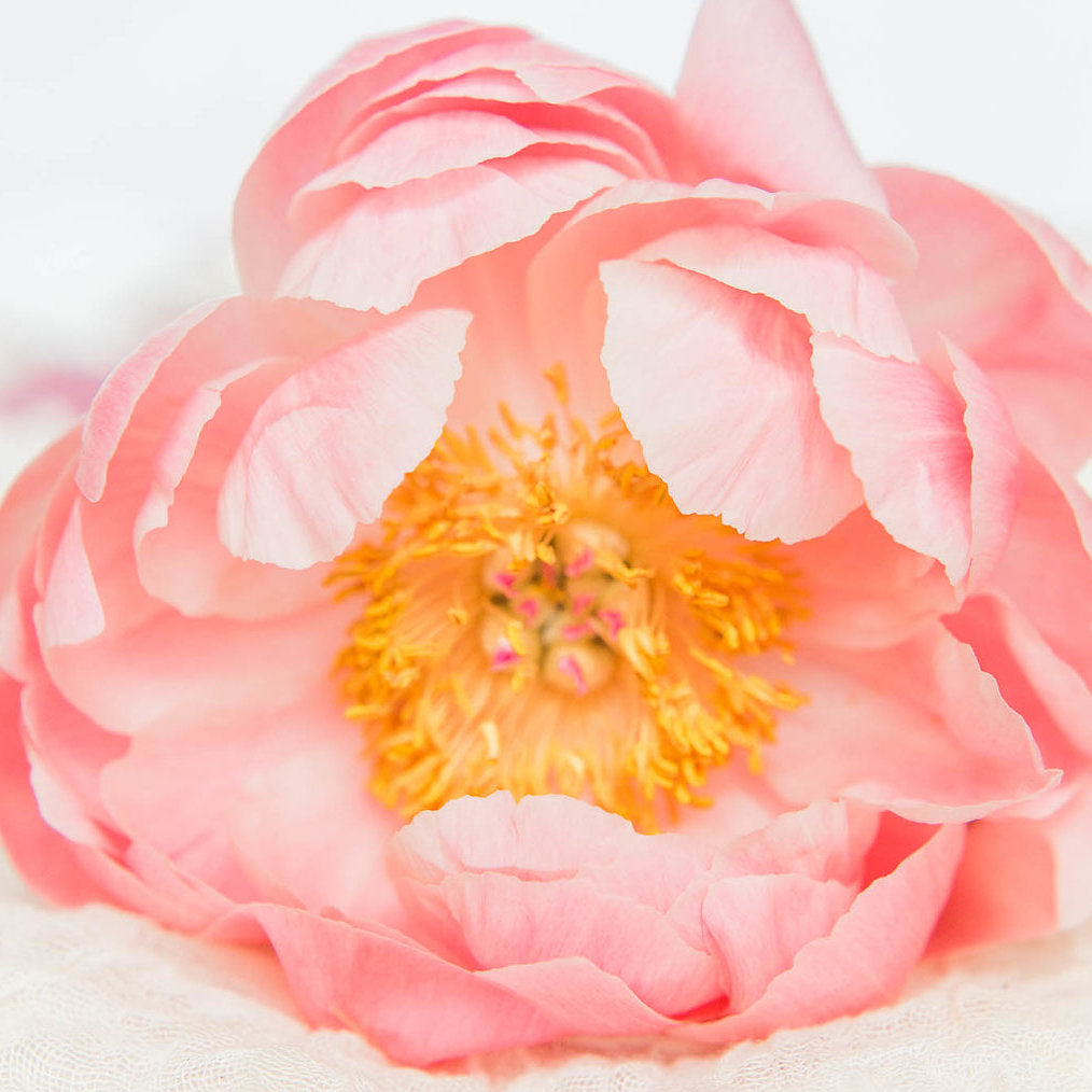 herbaceous pink Paeonia suffruticosa with multiple layers of petals showing the disk that encloses the carpels